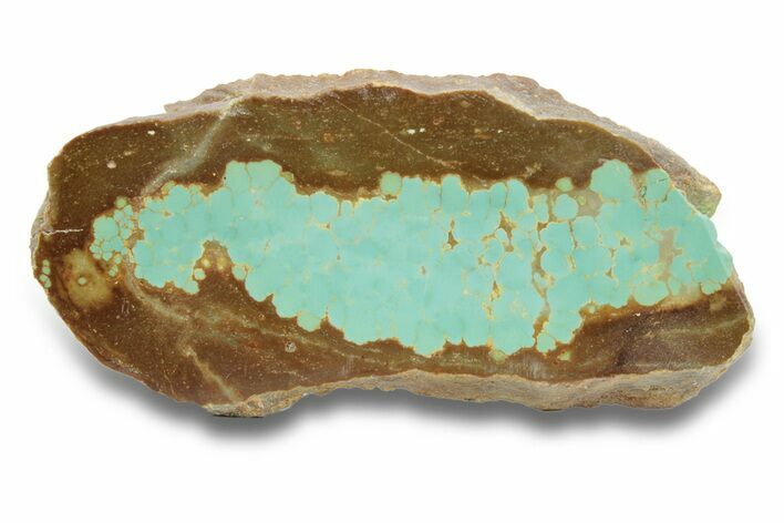 Polished Turquoise Slab - Number Mine, Carlin, NV #248332